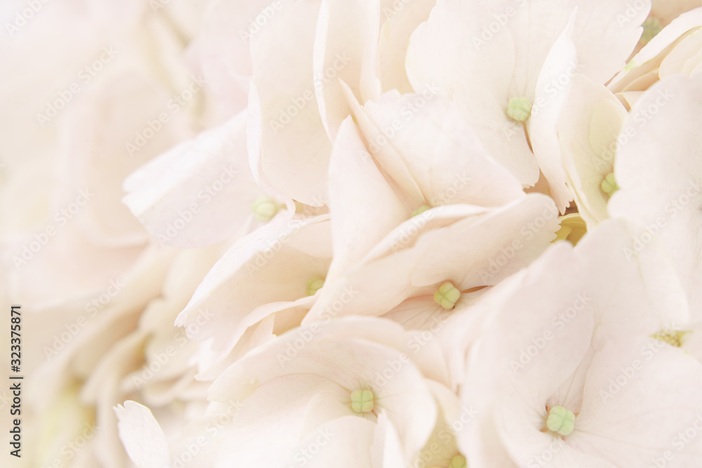 Closeup of peach hydrangea flowers