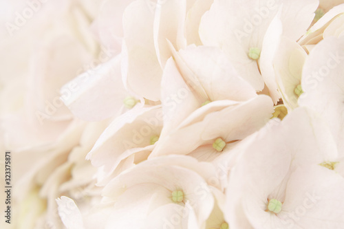 Closeup of peach hydrangea flowers © Ortis