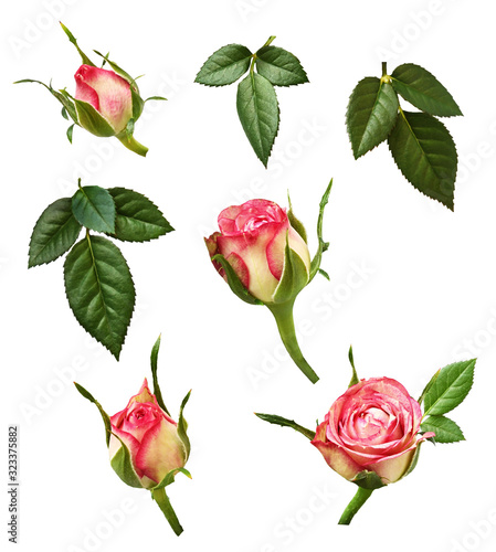 Set of pink rose buds and g...