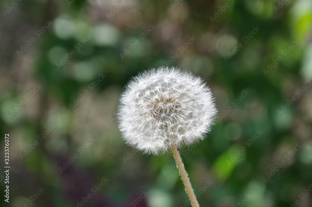 Blowball of Taraxacum plant on long stem. Blowing dandelion clock of white seeds on blurry green plant background of summer meadow. Fluffy texture of white dandelion flower closeup. Fragility concept.