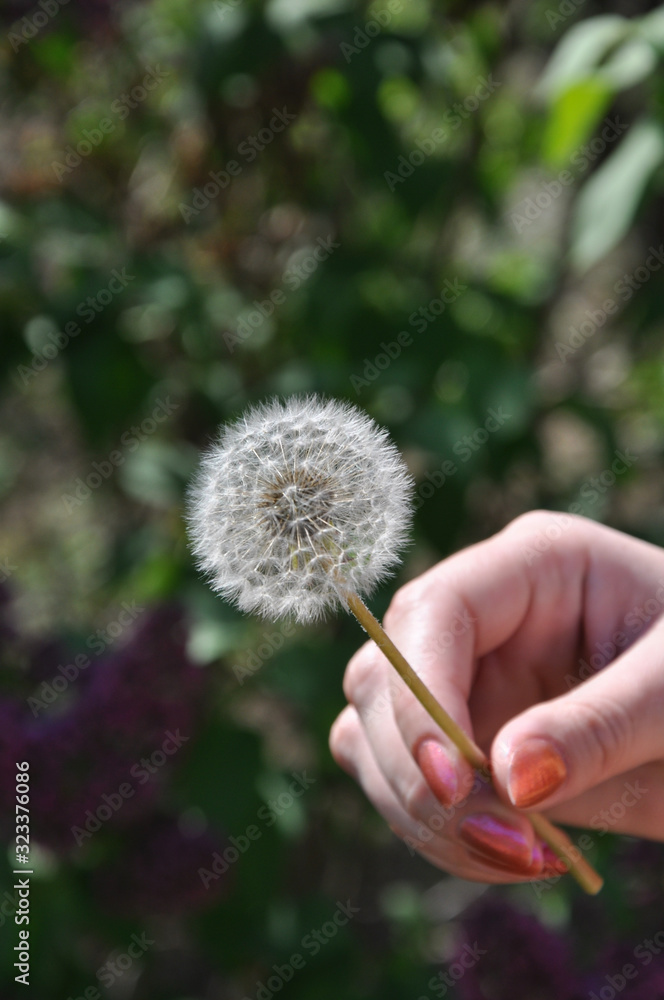 Fototapeta premium Dandelion in hand. Closeup of white blowball of Taraxacum plant on long stem in defocused female hand. Blowing dandelion flower of white seeds on blurry green background. Fluffy texture of dandelion.