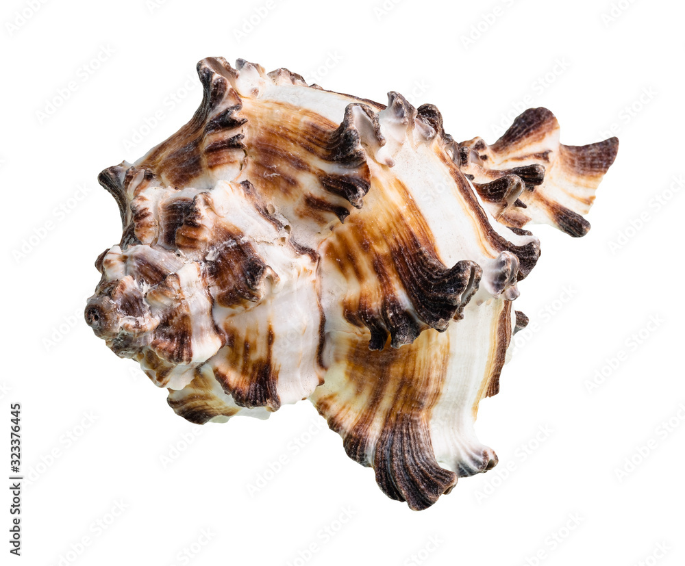 brown striped conch of muricidae mollusk cutout brown striped conch of muricidae mollusk cutout