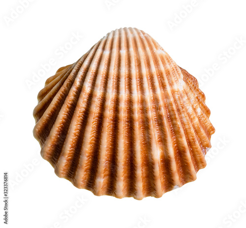 dried brown shell of cockle cutout on white