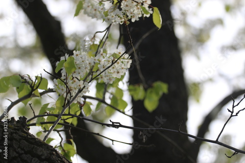 Flowers on tree_3414