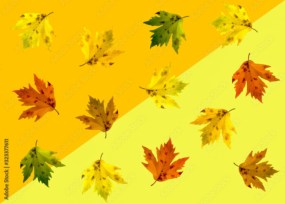 Fototapeta premium autumn leaves background