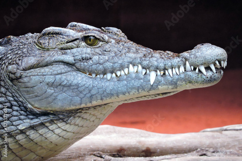 Foto A close-up of crocodile head and its sharp teeth