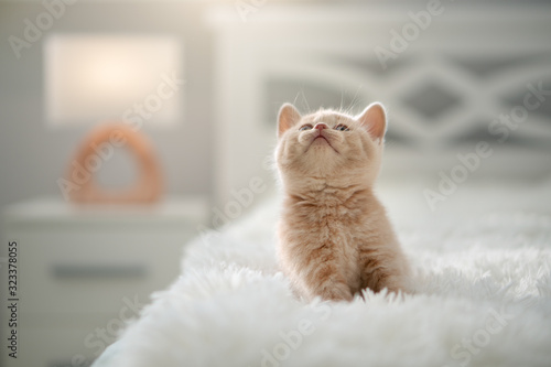 Cute Shorthair British Kitten