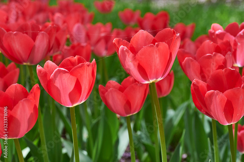 花−27