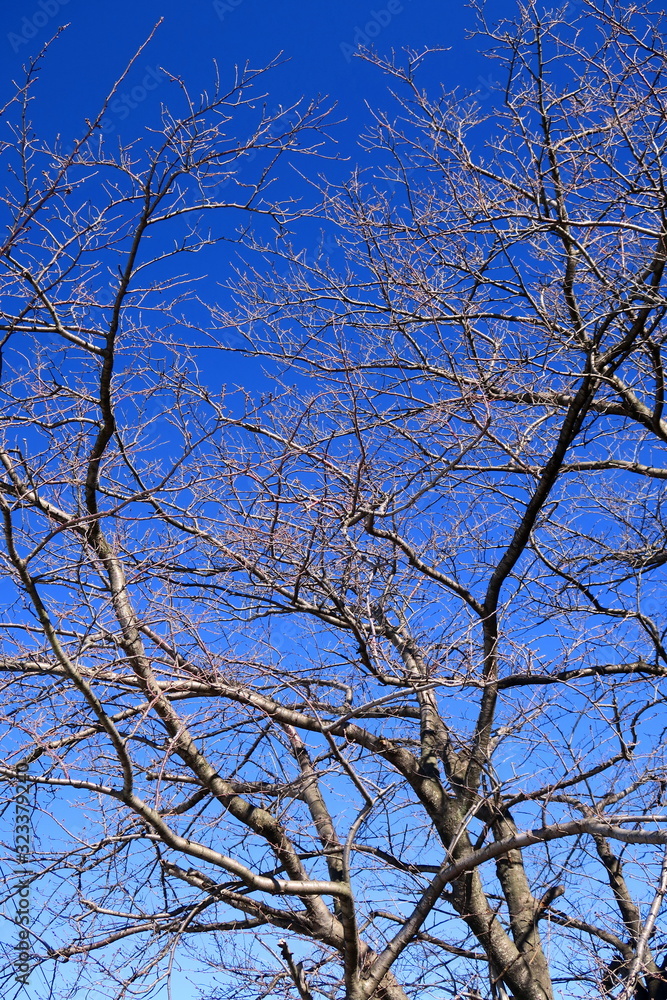 Obraz premium 花芽をつけたソメイヨシノの木と青空