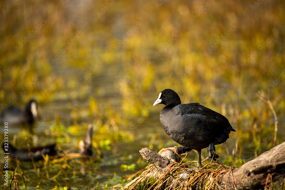 Obraz premium Eurasian coot or common coot or Australian coot or Fulica atra in portrait at keoladeo national park or bird sanctuary, bharatpur, rajasthan, india