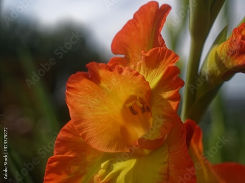 orange gladiolus grows in the garden, in summer, Russia