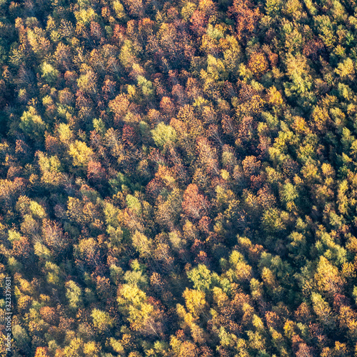 vue aérienne de la forêt à l'automne