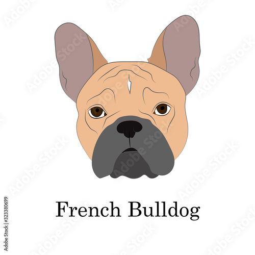 Adorable fawn French Bulldog head portrait. Breed standard. Logo for web site kennel. Realistic vector illustration.