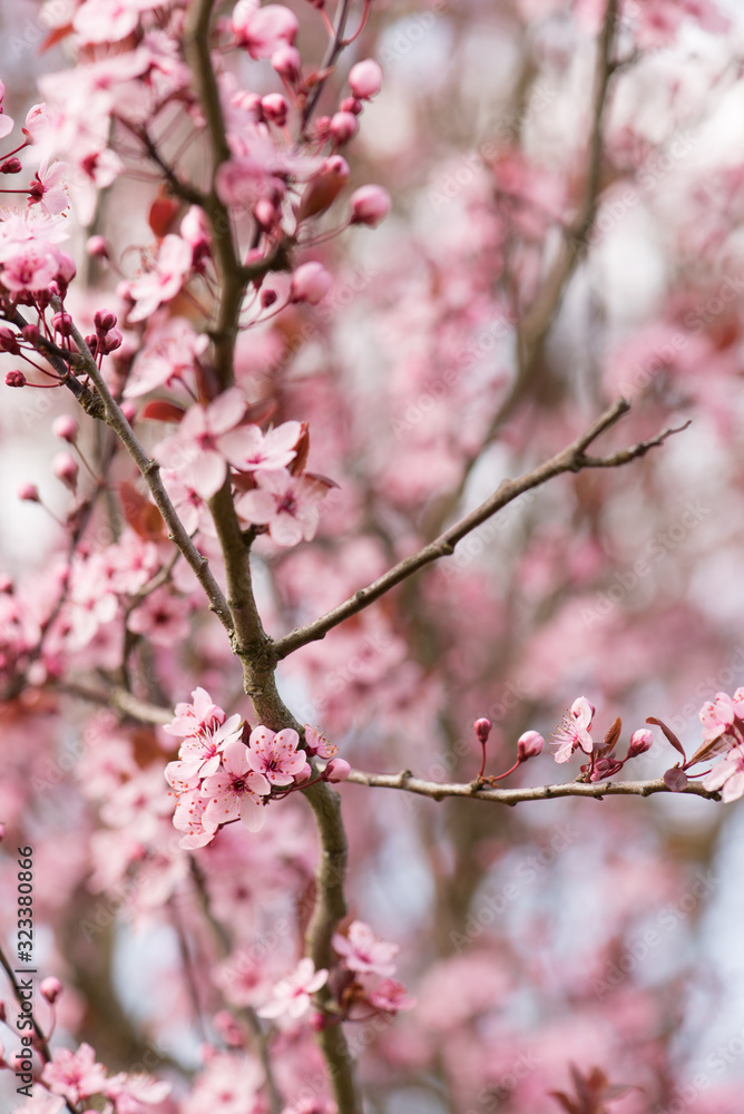 Prunus cerasifera en fleurs au printemps Prunus cerasifera en fleurs au printemps