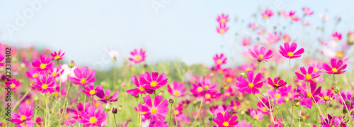 pink cosmos flowers blooming in a field © Nitr