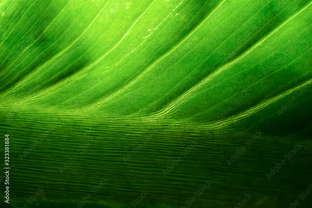 nature green leaf pattern texture background nature green leaf pattern texture background