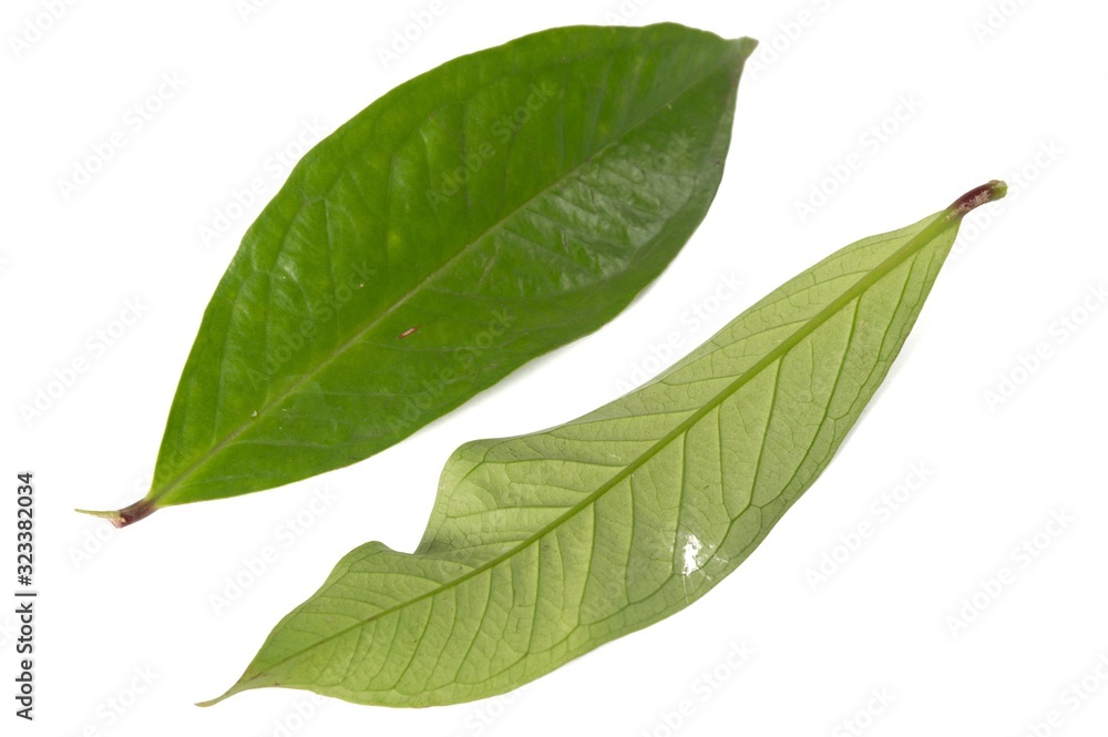Obraz premium Fresh green water guava leaves isolated on a white background