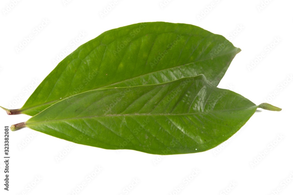 Obraz premium Fresh green water guava leaves isolated on a white background