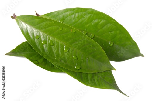 Fresh green water guava leaves isolated on a white background