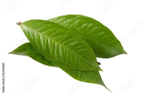 Fresh green water guava leaves isolated on a white background