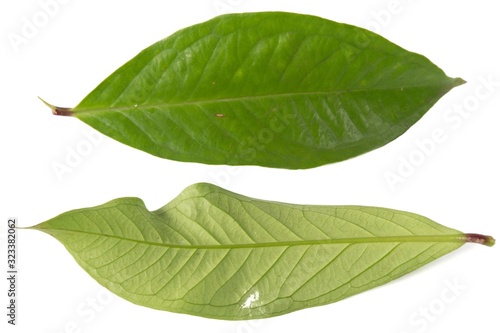 Fresh green water guava leaves isolated on a white background