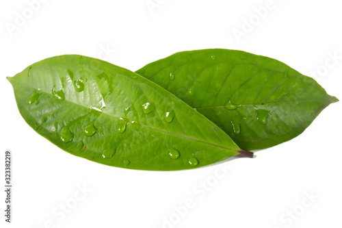 Fresh green water guava leaves isolated on a white background