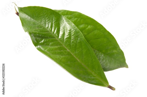 Fresh green water guava leaves isolated on a white background