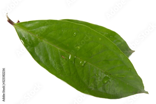 Fresh green water guava leaves isolated on a white background
