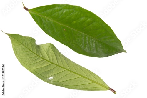 Fresh green water guava leaves isolated on a white background