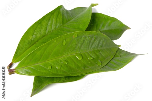 Fresh green water guava leaves isolated on a white background