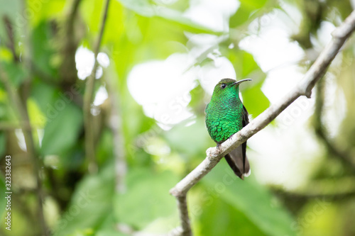Close-up of a green hummingbird perched on a branch watching