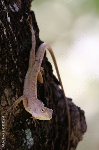 lizard on a tree