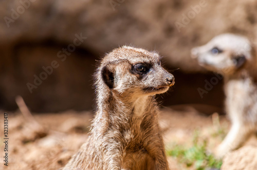 Suricate, sentinelle du désert © Bernard GIRARDIN