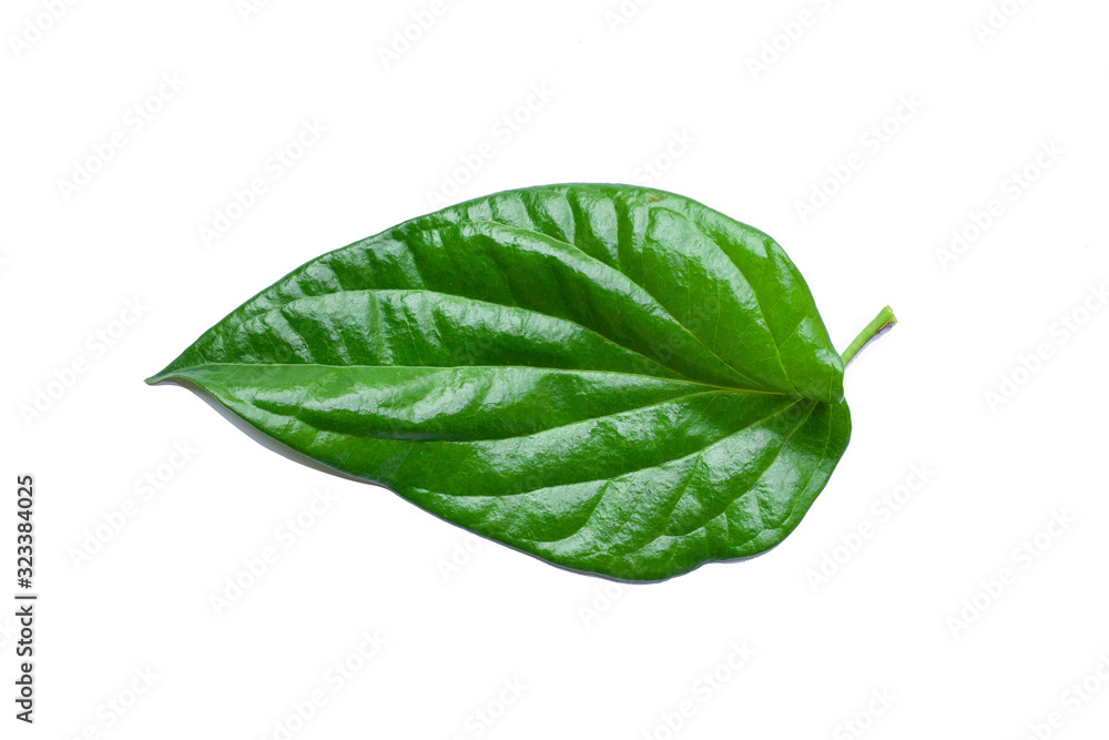 Obraz premium green leaves isolated on white background, fresh green leaves