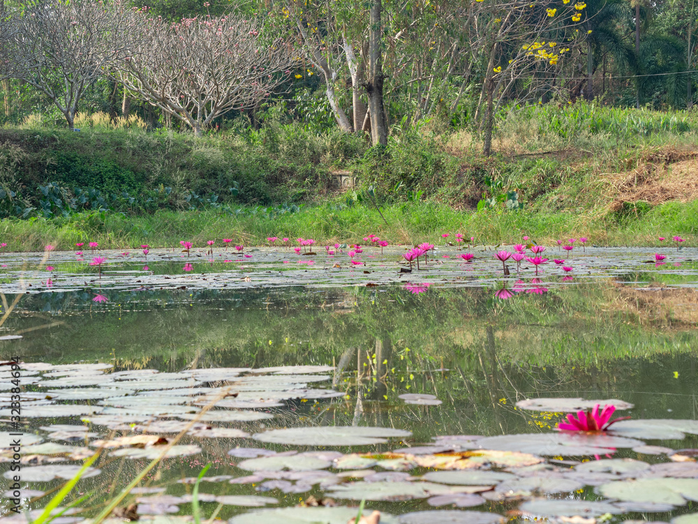 Pink lotus field In the lake In the midst of nature Green as background Abundance Pink lotus field In the lake In the midst of nature Green as background Abundance