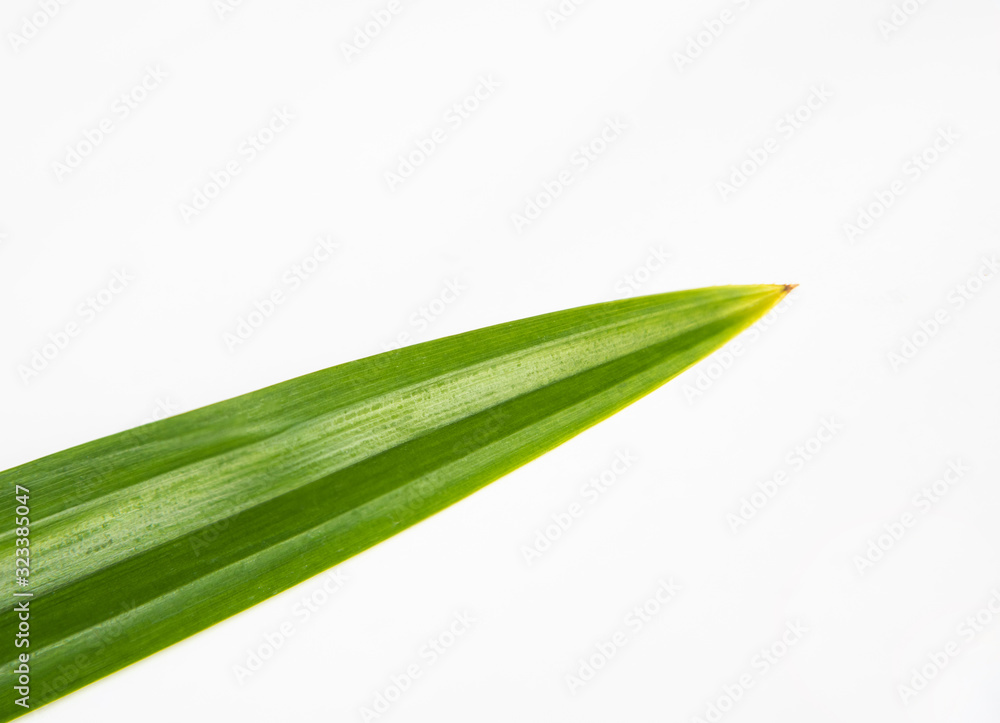 Green pandan leaf isolate on white background. Green pandan leaf isolate on white background.