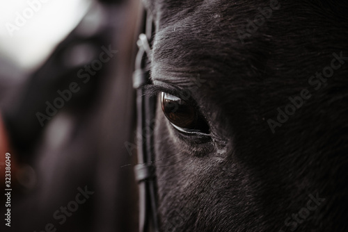 Black horse, eyes horse close up, black wild horse in natural background, portrait of horse, macro shot of a horse eye