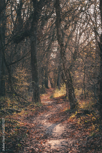 A mysterious path in autumn forest © Monika