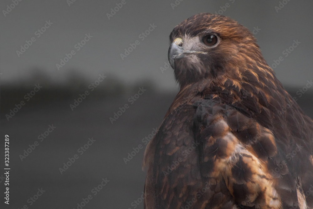 Closeup Half Body Shot of Harris's Hawk Bay-winged Hawk or Dusky Hawk Closeup Half Body Shot of Harris's Hawk Bay-winged Hawk or Dusky Hawk