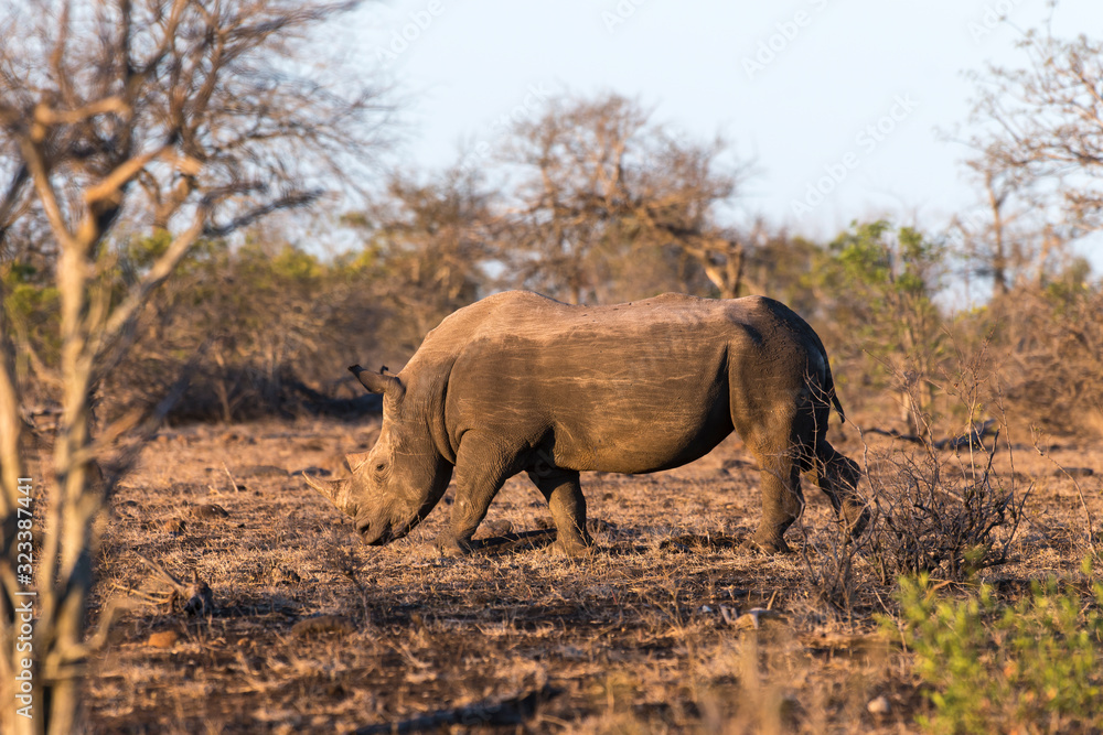 Fototapeta premium Rhinocéros blanc, white rhino, Ceratotherium simum, Parc national Kruger, Afrique du Sud