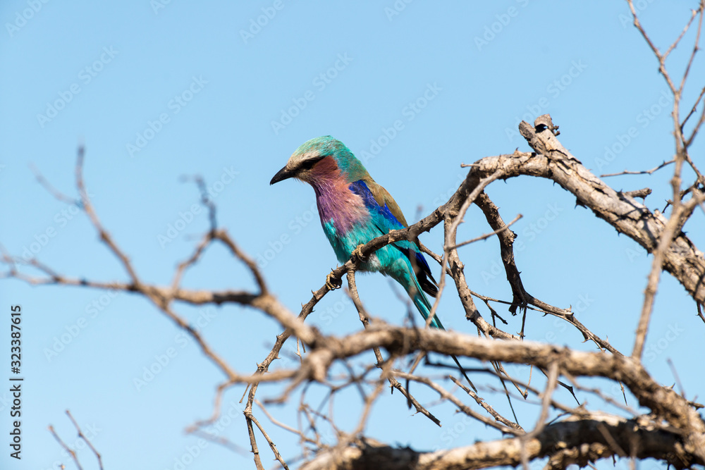 Fototapeta premium Rollier à longs brins,. Coracias caudatus, Lilac breasted Roller