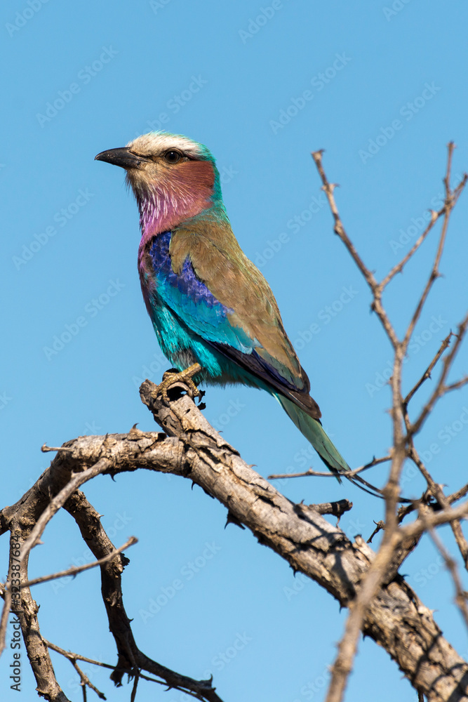 Rollier à longs brins,. Coracias caudatus, Lilac breasted Roller Rollier à longs brins,. Coracias caudatus, Lilac breasted Roller