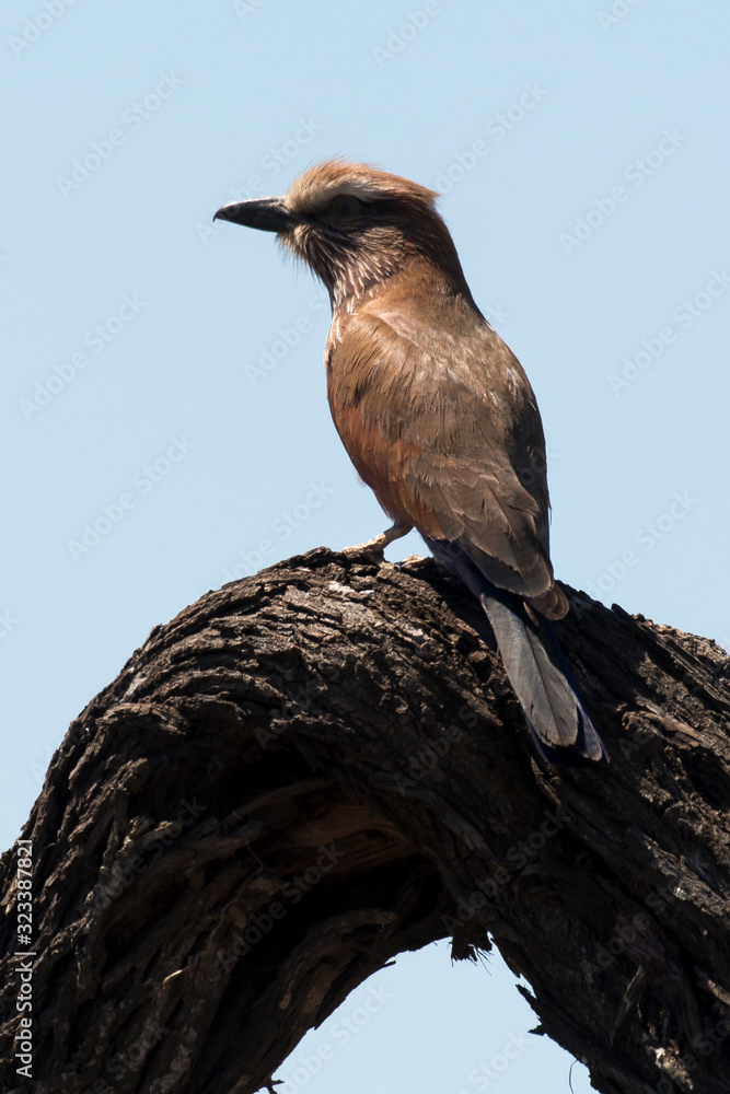 Fototapeta premium Rollier varié,.Coracias naevius, Purple Roller