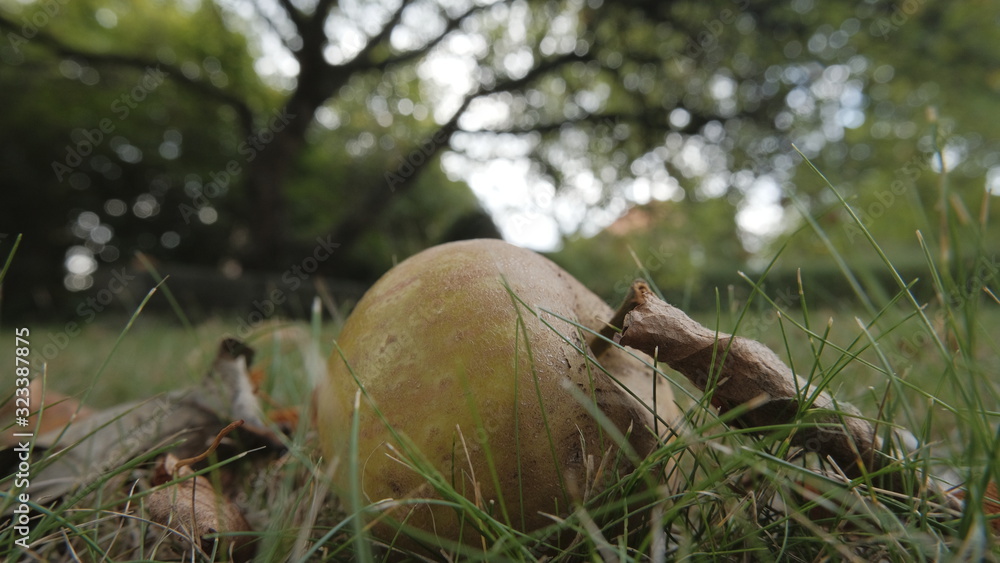 Obraz premium apple on grass