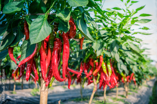 Slika na platnu Red pepper plant.
