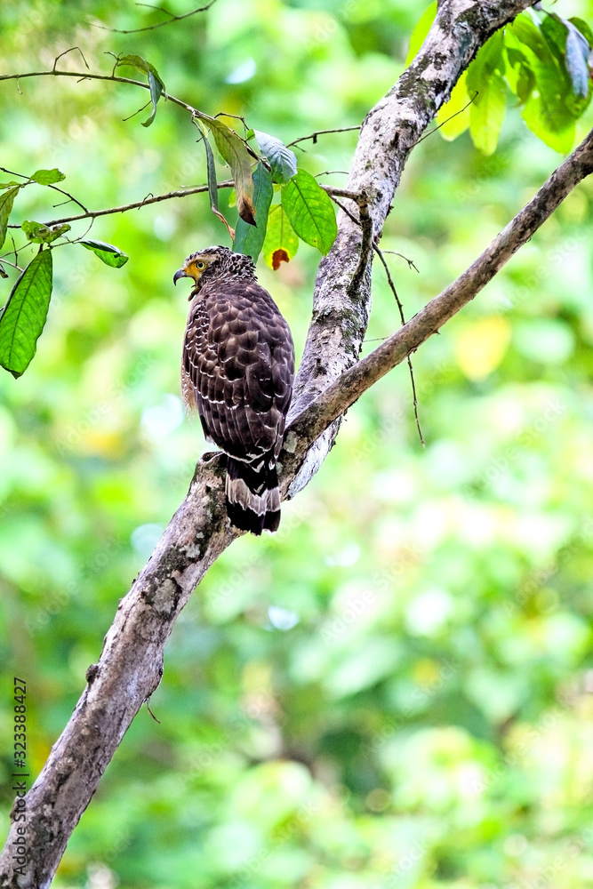 Crested serpent eagle in a tropical forest in Borneo, Sabah, Malaysia Crested serpent eagle in a tropical forest in Borneo, Sabah, Malaysia