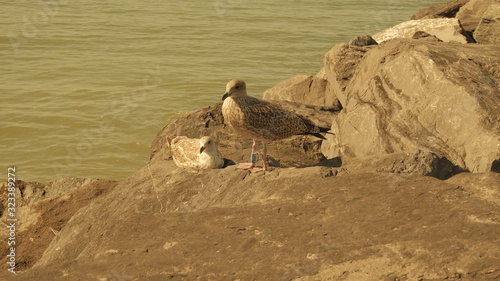 birds on the rock