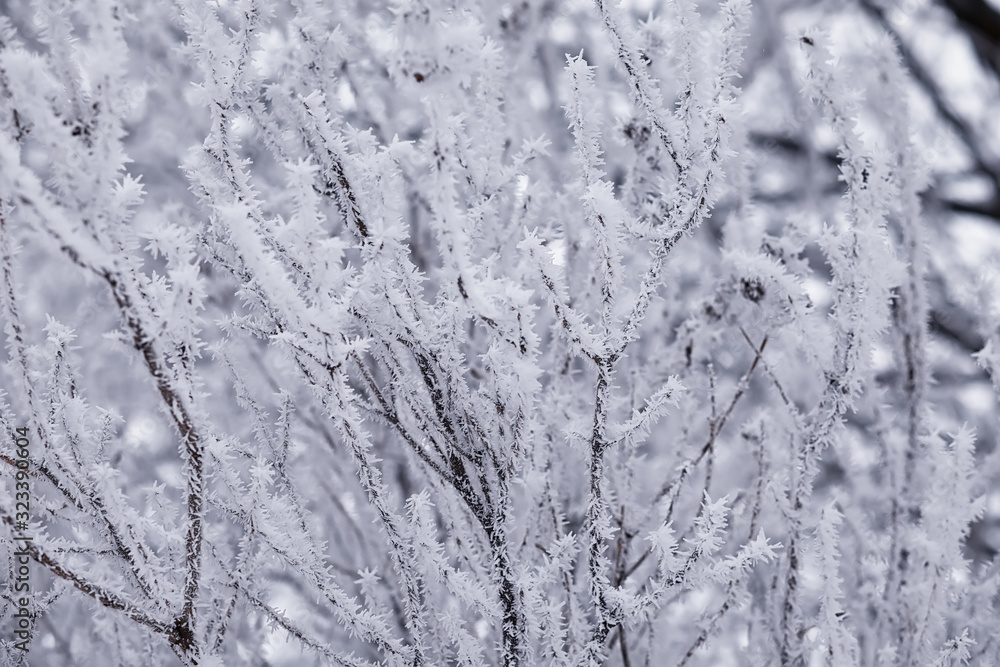 Fototapeta premium Winter forest landscape. Tall trees under snow cover. January frosty day in the park.