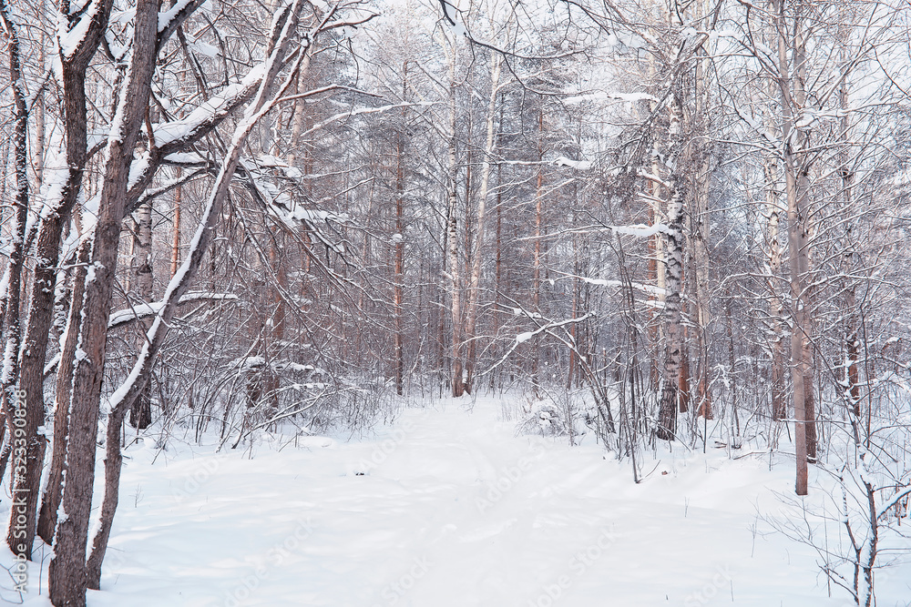 Winter forest landscape. Tall trees under snow cover. January frosty day in the park. Winter forest landscape. Tall trees under snow cover. January frosty day in the park.