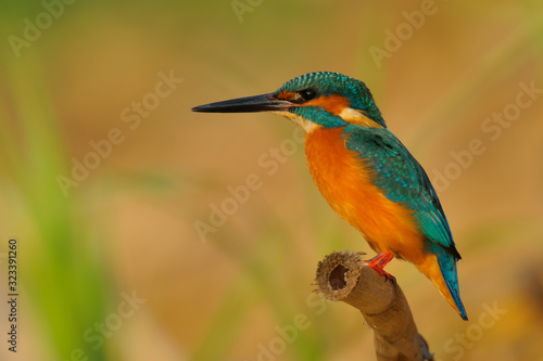 Kingfisher - Alcedo Atthis - Guarda Rios